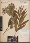 Foto von Salix daphnoides Vill. x Salix viminalis L.